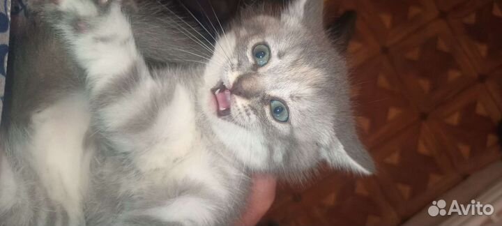 Котята в добрые руки бесплатно