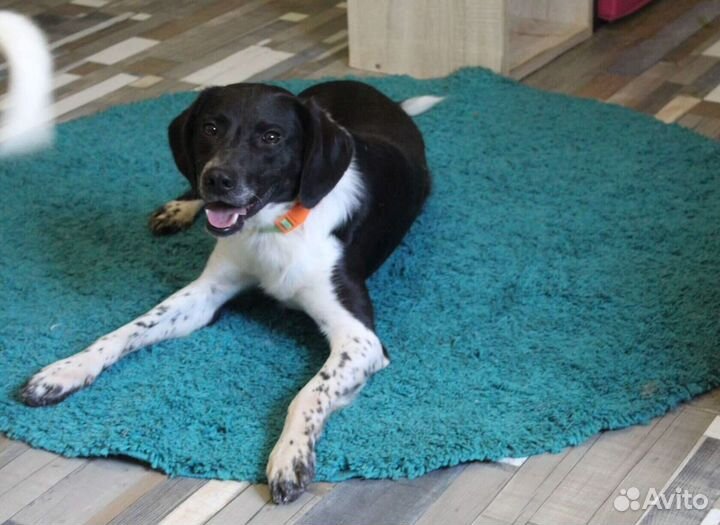 Ищем дом Неро