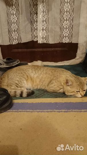 Потерялся кот в Нахичевани