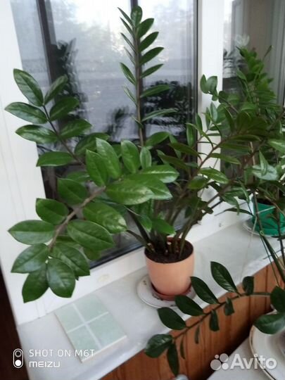 Замиокулькас