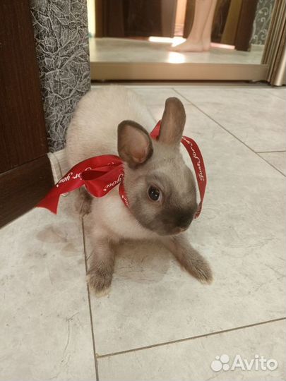 Карликовый декоративный кролик