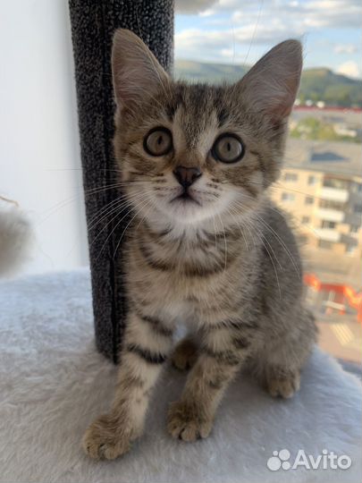 Отдам в добрые руки котенка девочку