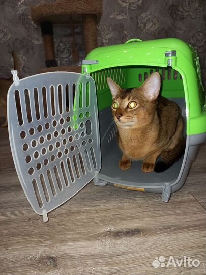Переноска для животных кошек и собак в аренду