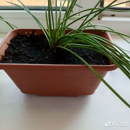 Зефирантес белый