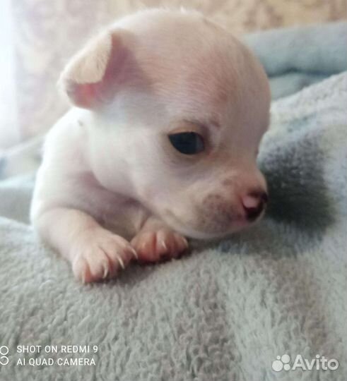 Щенки чихуахуа