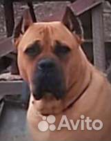 Стерилизация кошек, кастрация, купирование ушей