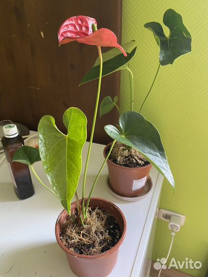 Антуриум,Эпипремнум, сциндапсус, потос