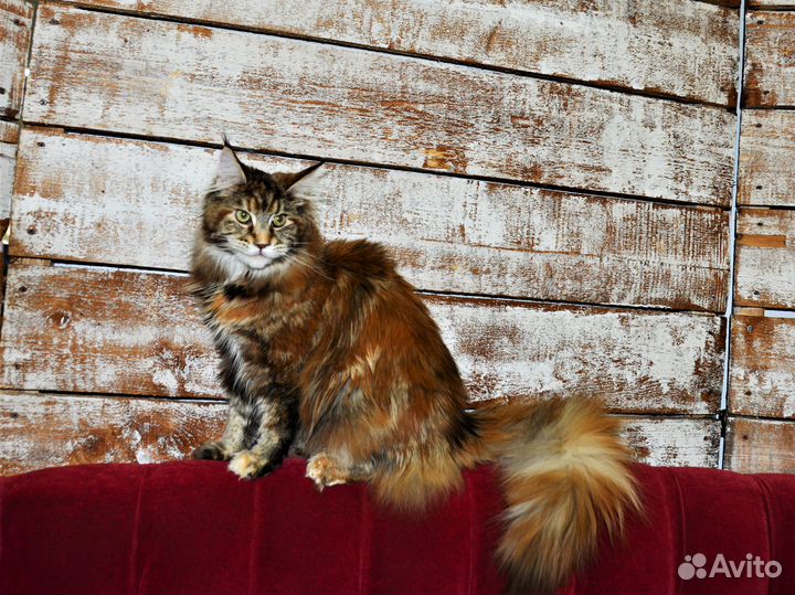 Котята от чемпионов