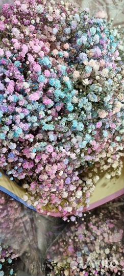 Гипсофила Радужная