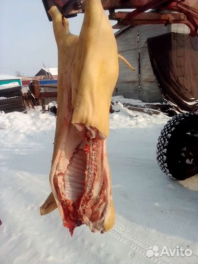 Продам мясо свинина домашняя