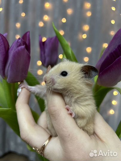 Сирийский хомяк