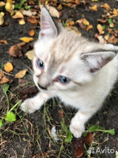 Котята мальчики от кошки крыселовки