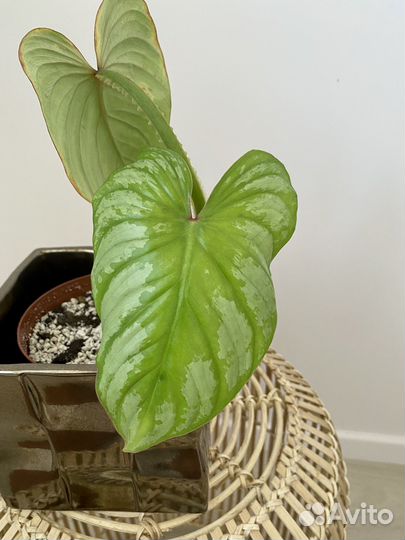 Филодендрон Мамей Сильвер Клауд