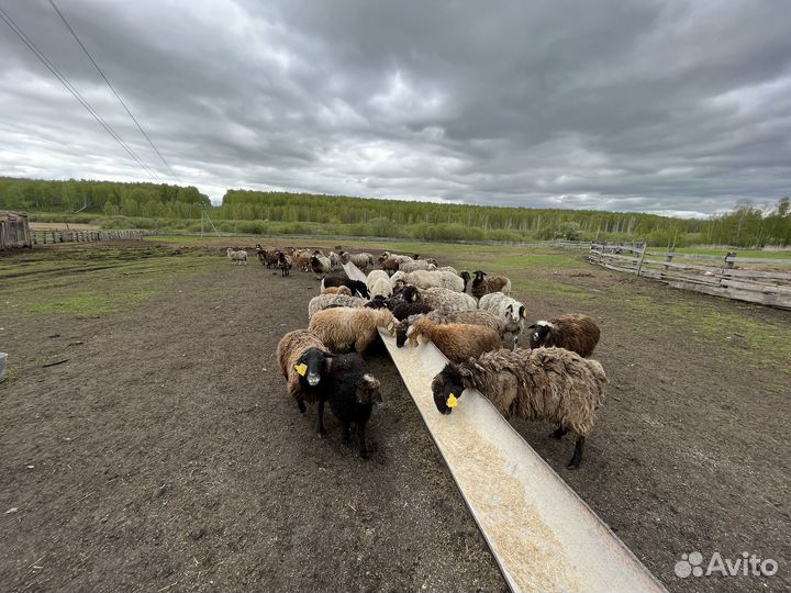 Овцы, бараны