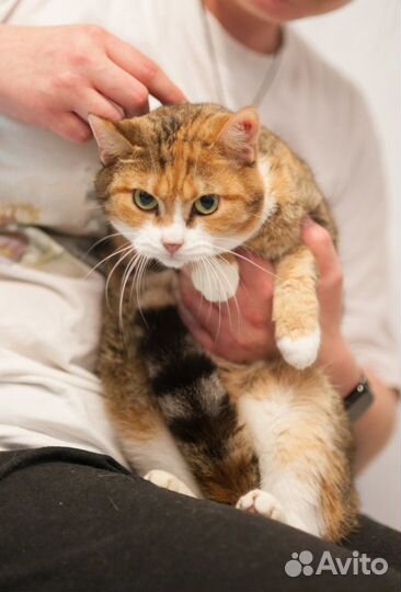 Красуня ищет дом