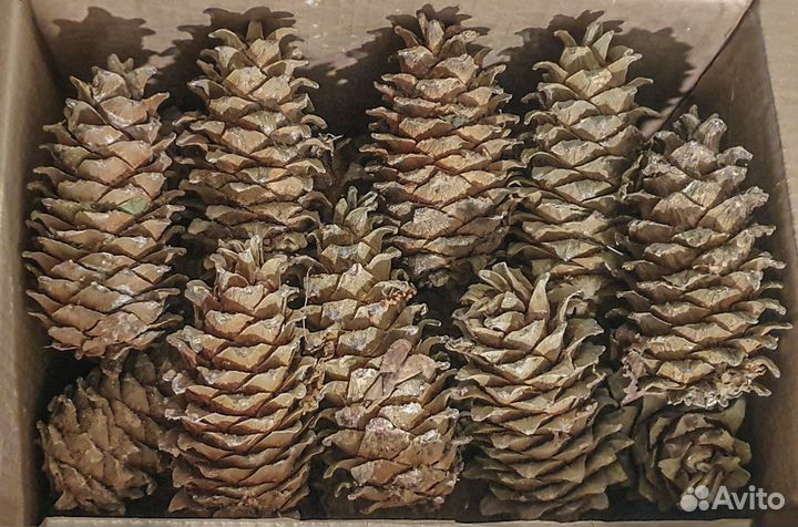 Шишки Корейского Кедра. Кедр Дальневосточный