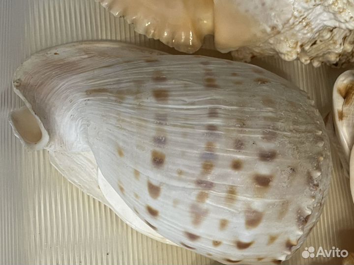 Морские раковины