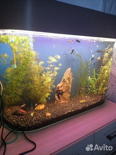 Аквариум с рыбками