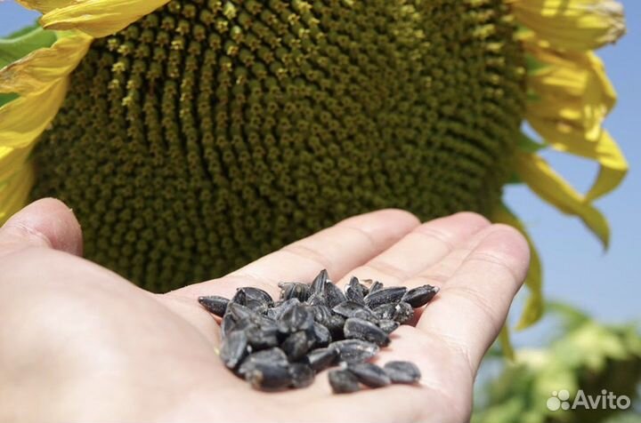 Закупаем семечки подсолнечника