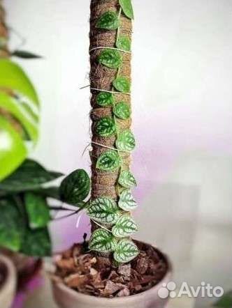 Комнатные растения цветы