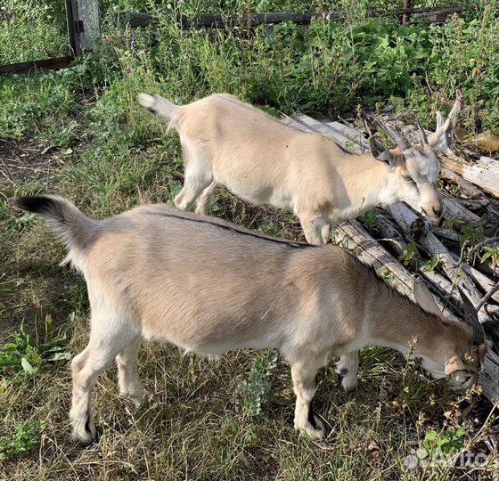 Козлики, козочки