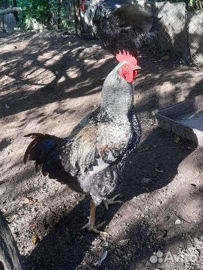Молодые петушки от домашних кур