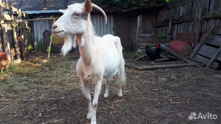 Коза дойная молочная
