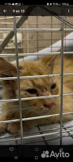 Рыжий кот в добрые руки