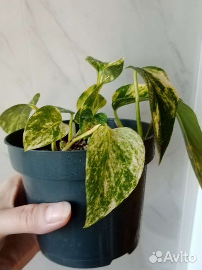 Сциндапсусы