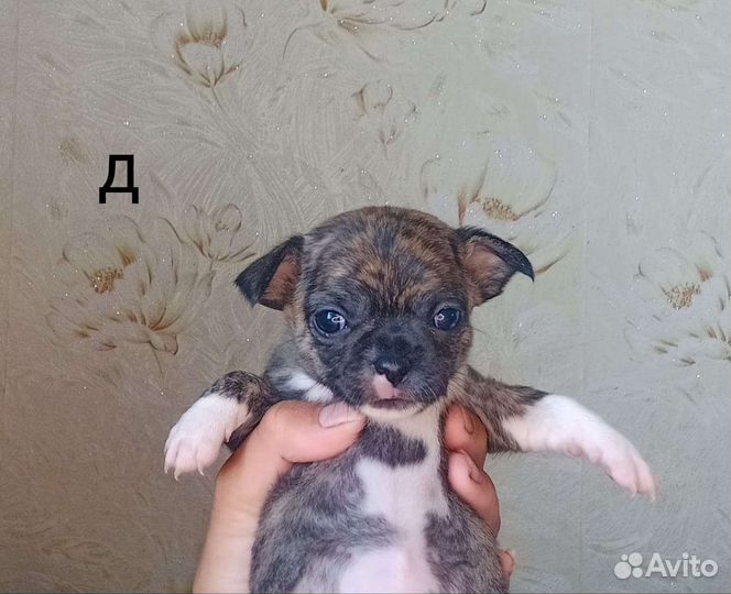 Щенки чихуахуа