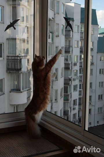 Отлов птиц на складах и в торговых залах