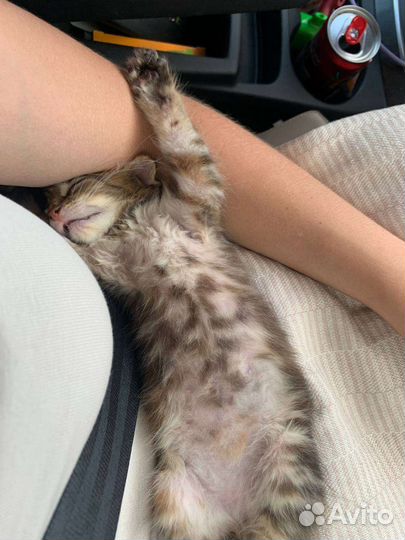 Кошка в дар