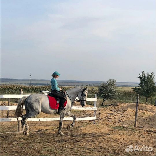 Жеребец орловский рысак