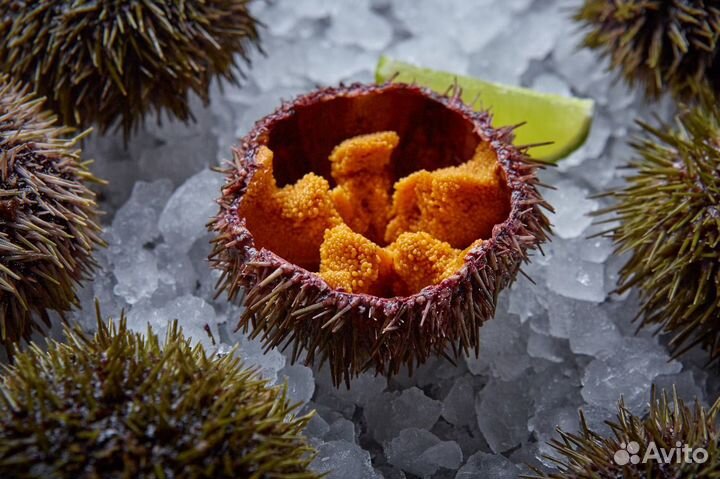 Морской Ёж, Морские Ежи Мурманск