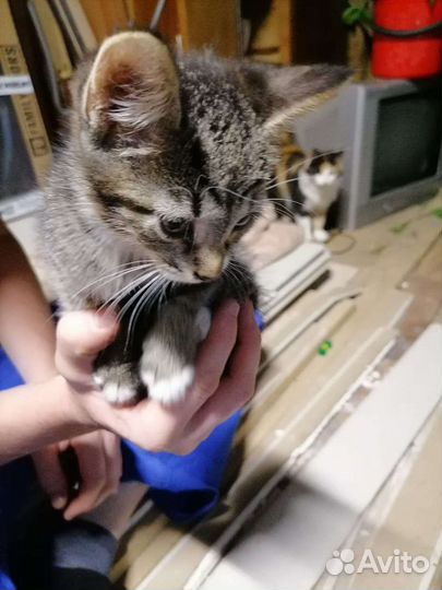 Котята отдам в добрые руки бесплатно