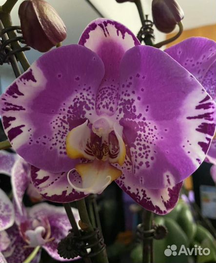 Орхидея фаленопсис