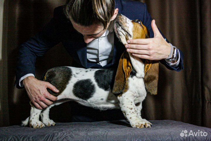 Зоогостиница