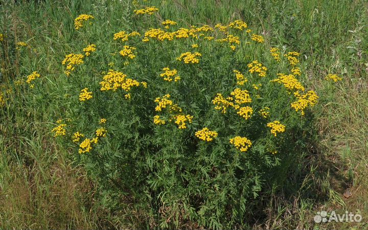 Колокольчик Ирис Купена Красоднев Жемужина,Живучка