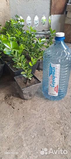 Саженцы Бересклета