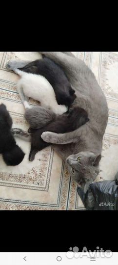 Кошка в дар