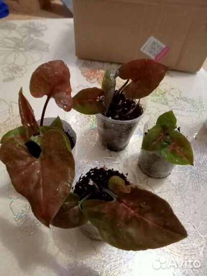 Сингониум Мария Дарк