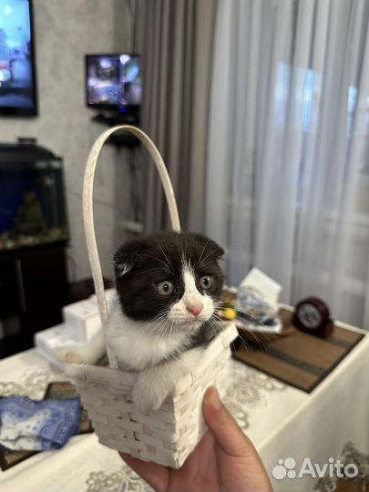 Котята британцы вислоухие