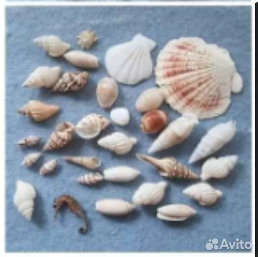 Морские ракушки
