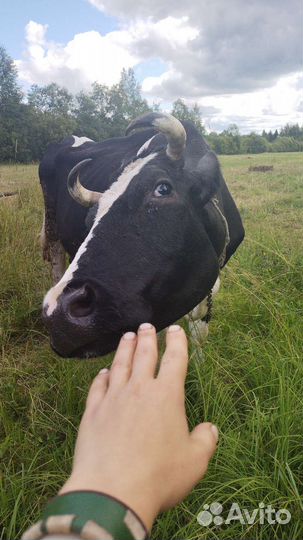 Сх животные