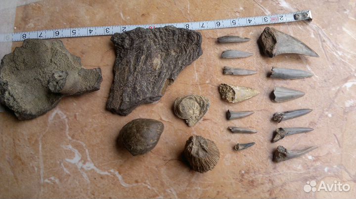 Окаменевшие зубы доисторической акулы