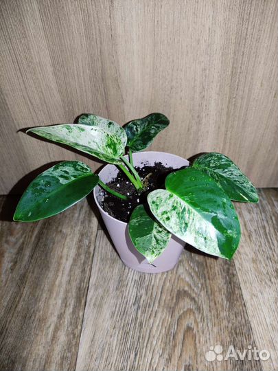 Филодендрон Биркин, Гигантум