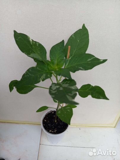 Комнатные растения