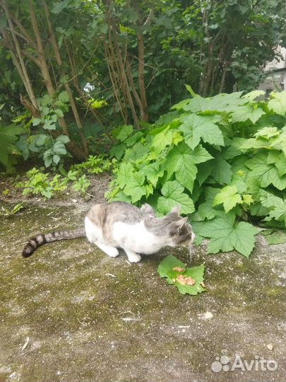 Котик в добрые руки