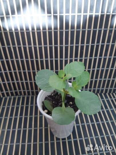 Каланхоэ малыши