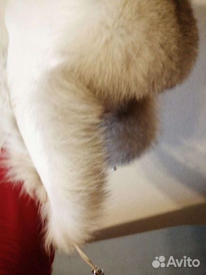 Шапка-ушанка,песец